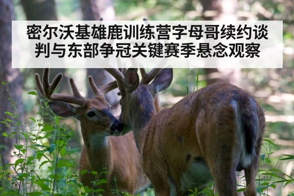 密尔沃基雄鹿训练营字母哥续约谈判与东部争冠关键赛季悬念观察
